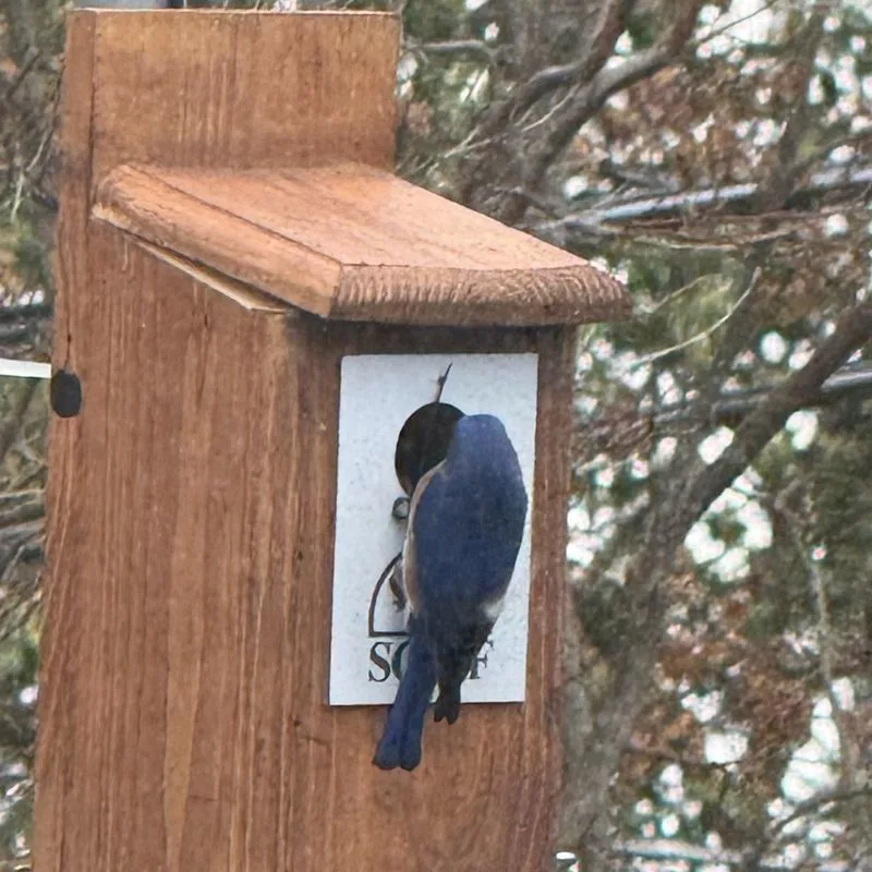 Birdhouses and Nesting Sites