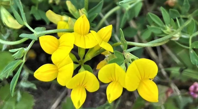 Birdsfoot Trefoil