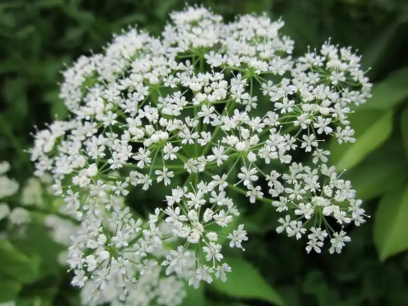 Bishop's Weed