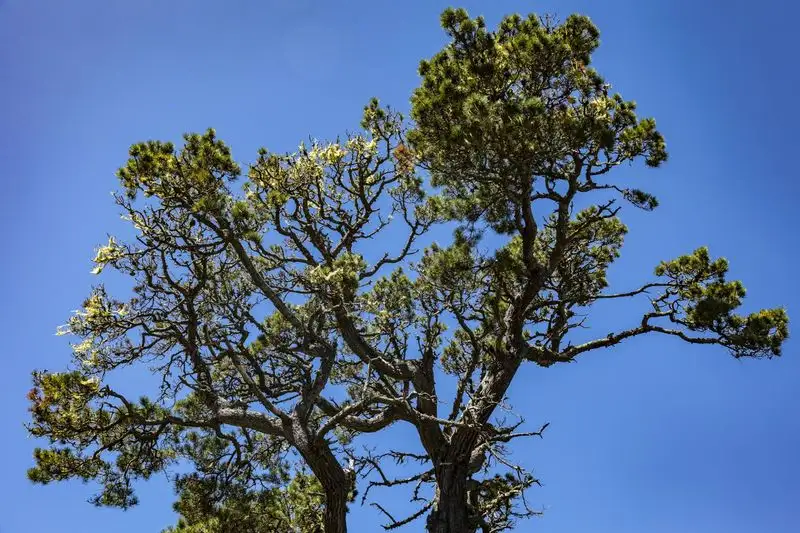 Bishop Pine