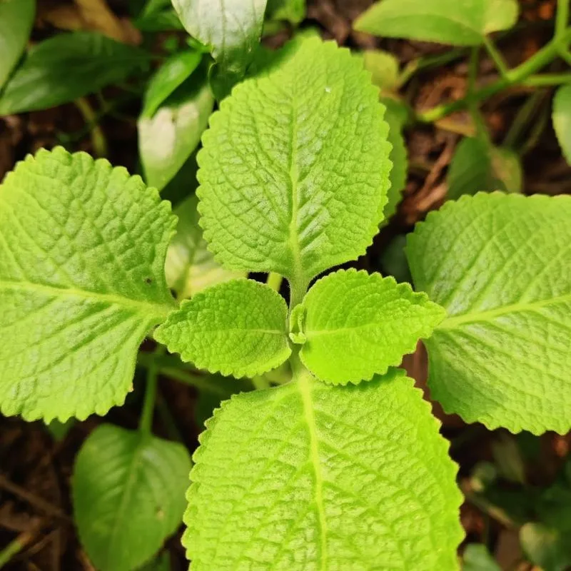Bishop’s Weed
