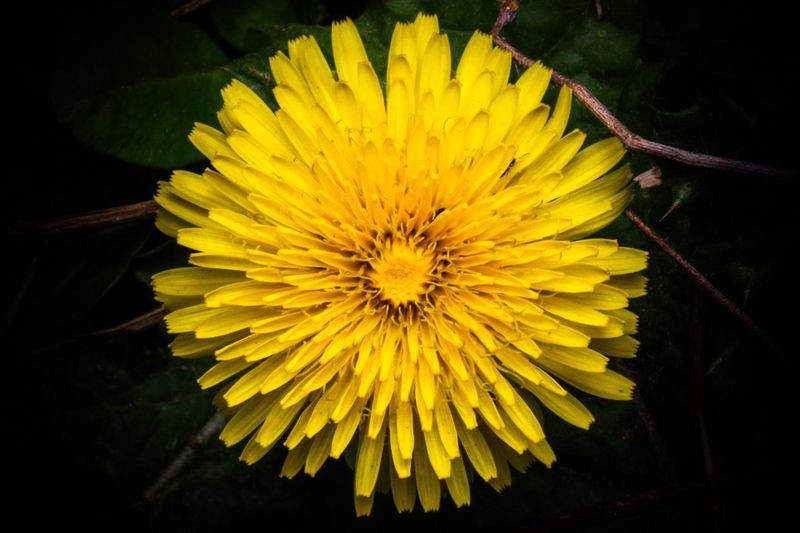 Dandelion