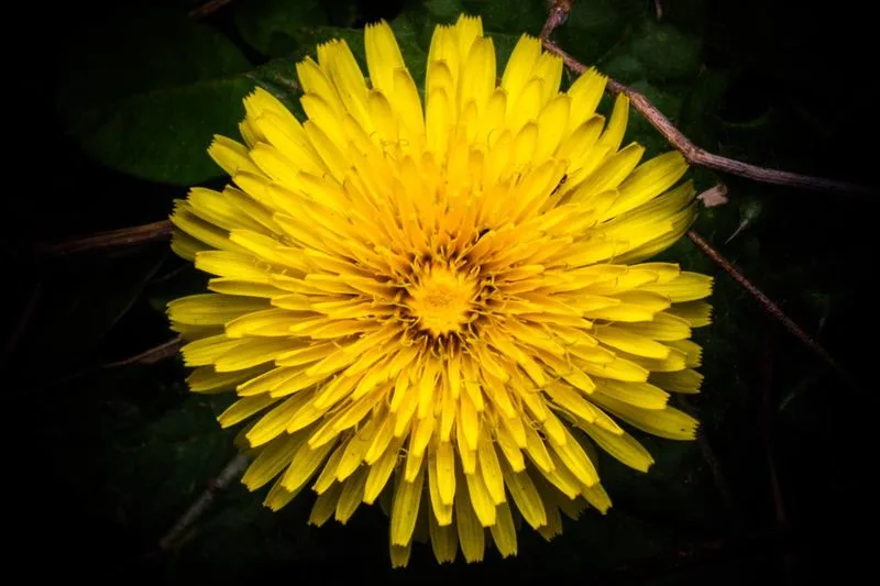 Dandelion