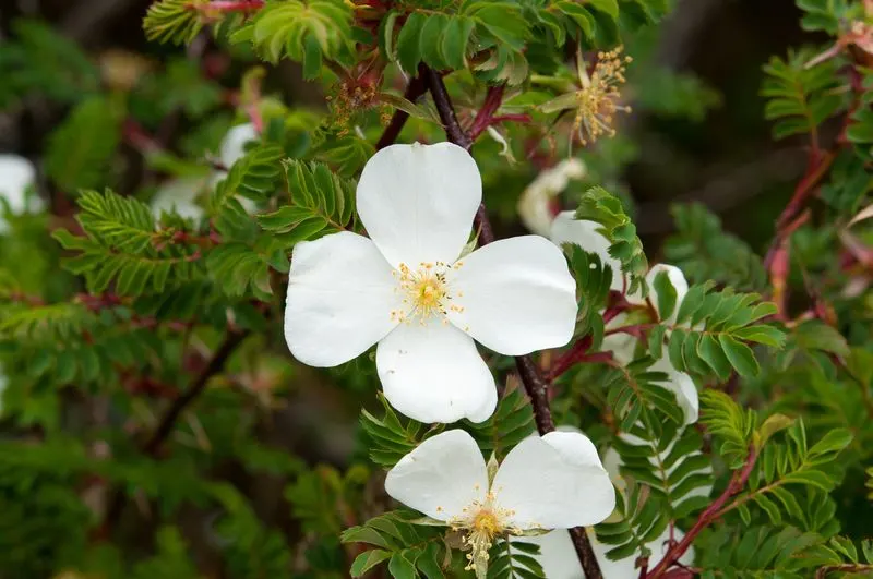 Rosa Sericea (Silky Rose)