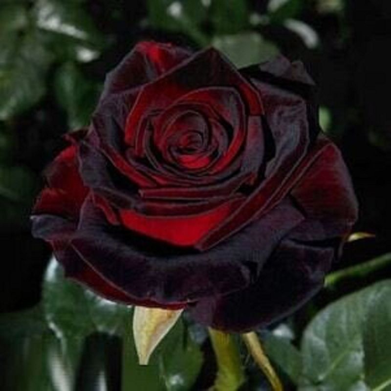 Black Baccara Rose