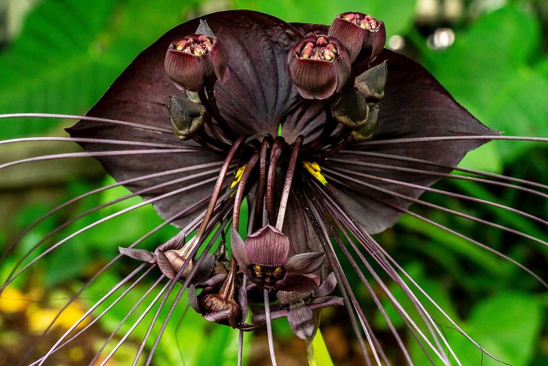 Black Bat Flower