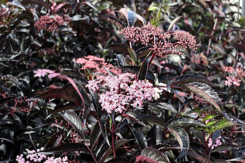 Black Beauty Elderberry