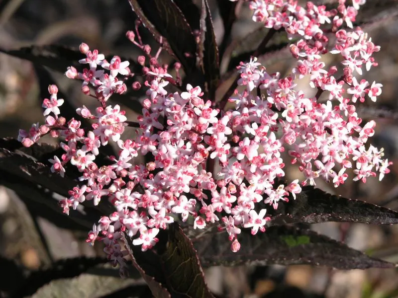 Black Beauty Elderberry