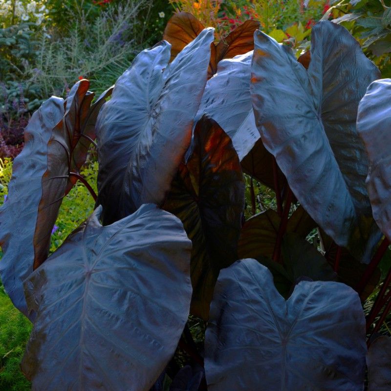 Black Coral Taro