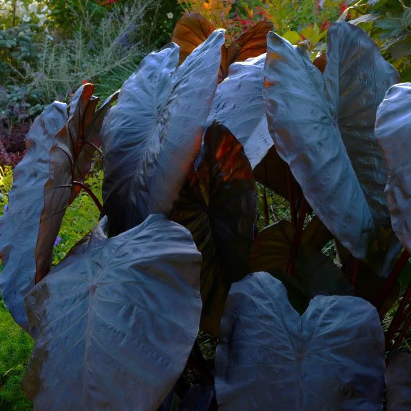 Black Coral Taro