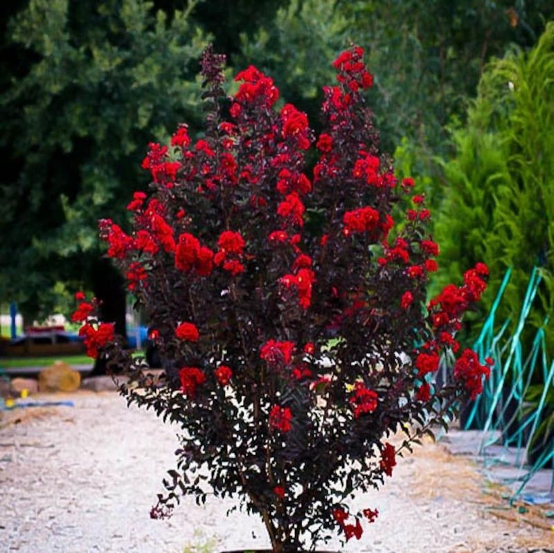 Black Diamond Crape Myrtle