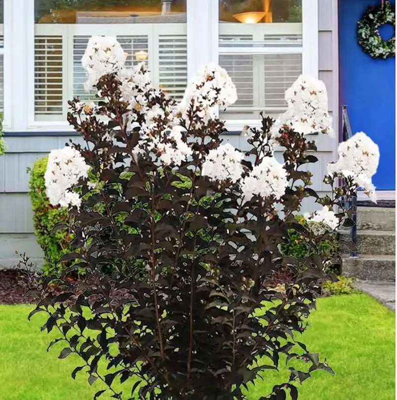 Black Diamond Crape Myrtle