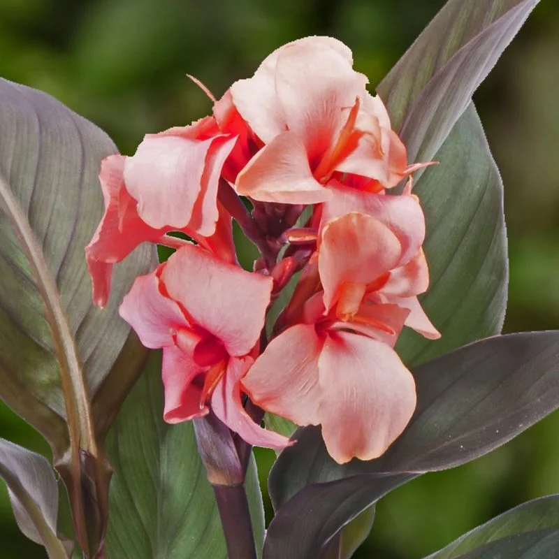 Canna Lily
