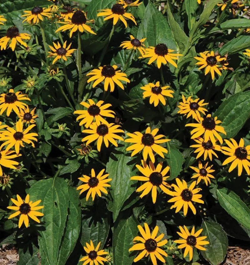 Black-Eyed Susan