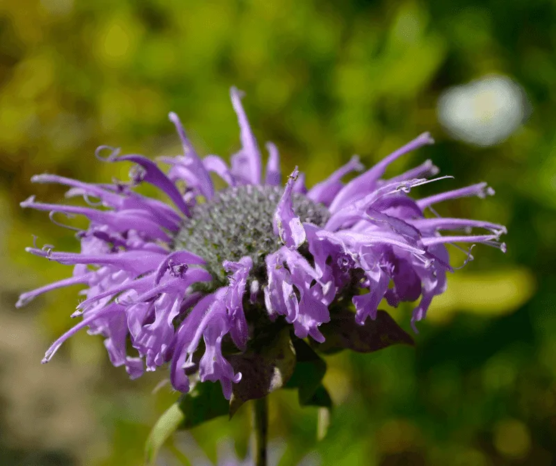 Wild Bergamot (Monarda fistulosa)