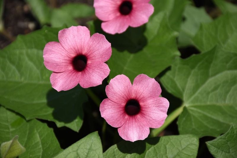 Black-Eyed Susan Vine