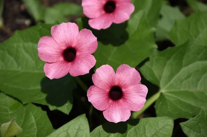 Black-Eyed Susan Vine