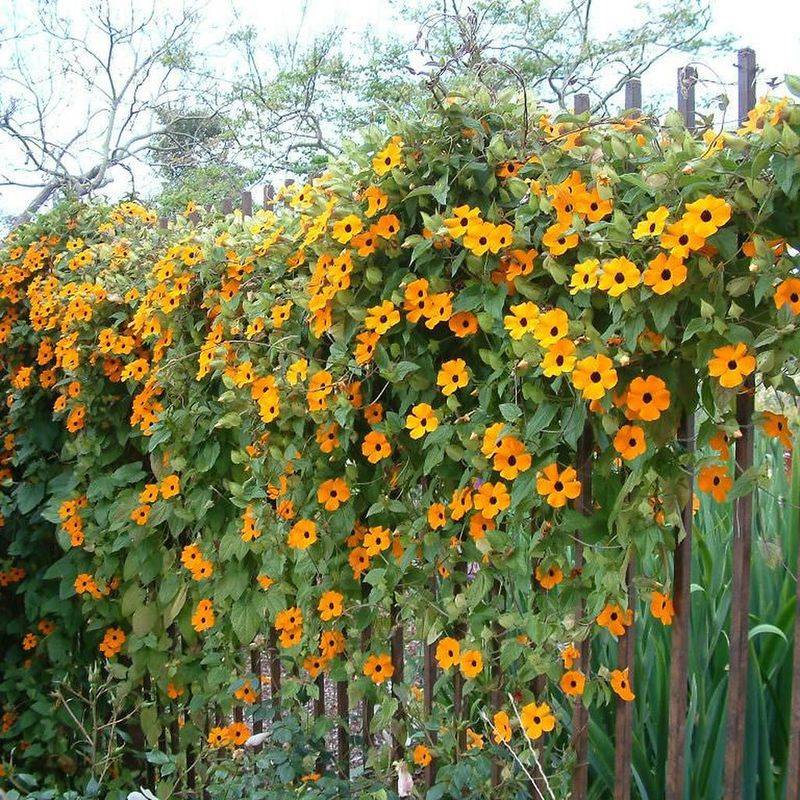 Black-Eyed Susan Vine