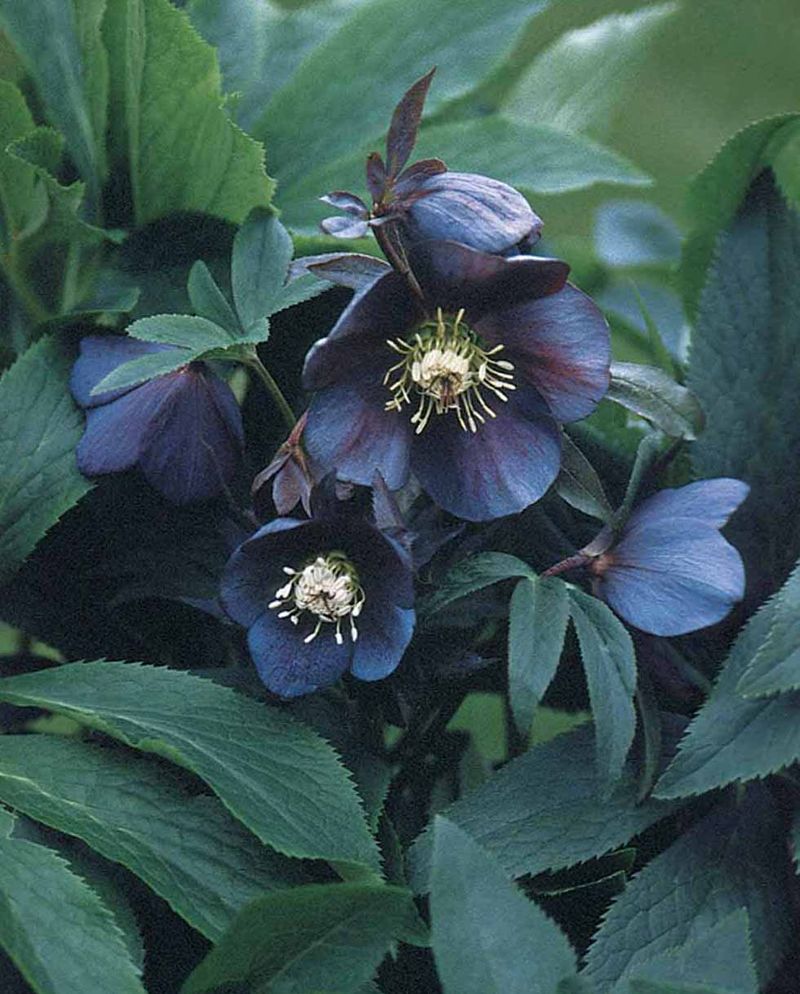 Black Hellebore