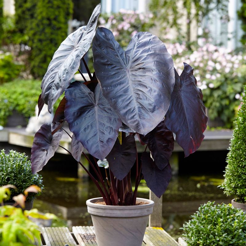 Black Magic Elephant Ear