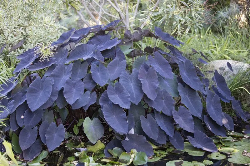 Black Magic Taro