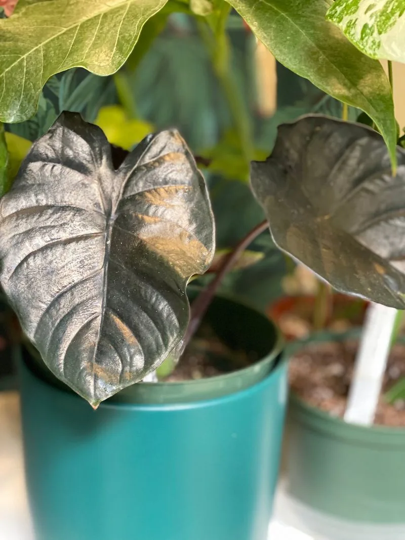 Black Panther Colocasia