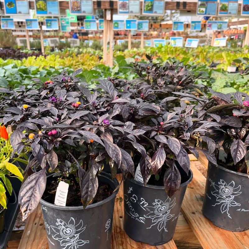 Black Pearl Pepper