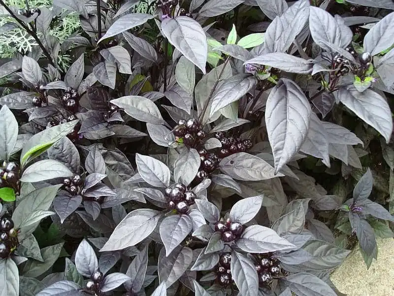Black Pearl Pepper