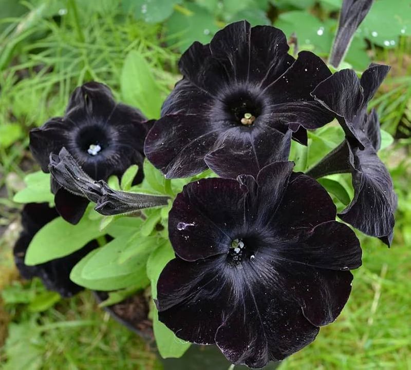 Black Petunia Phantom
