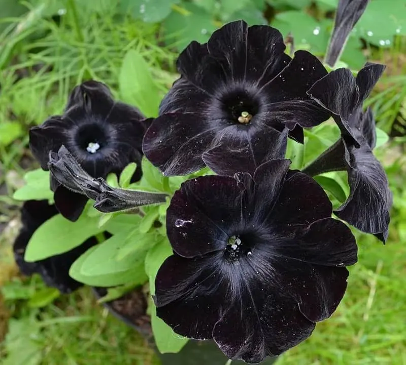 Black Petunia Phantom