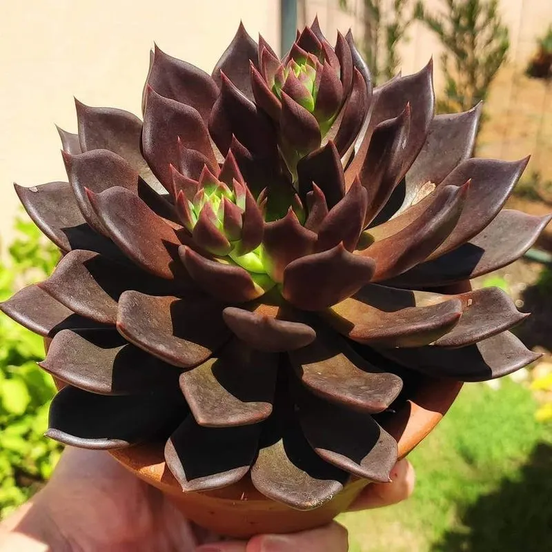 Black Prince Echeveria