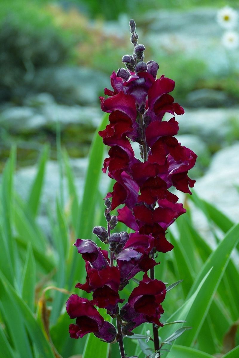 Black Prince Snapdragon