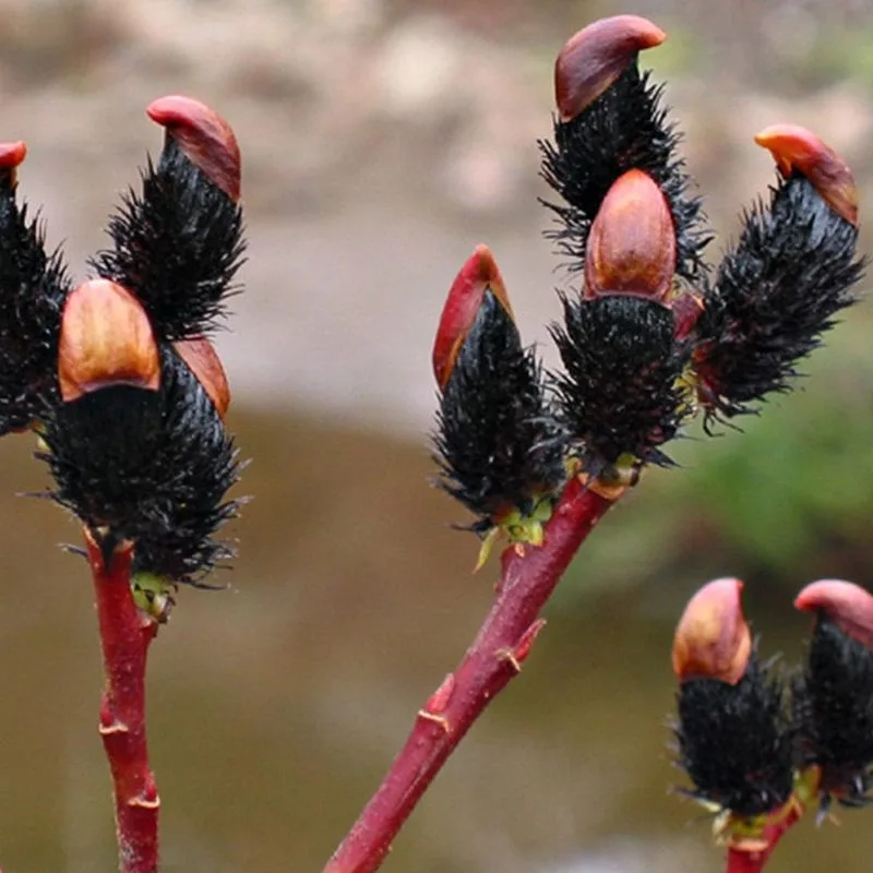 Black Pussy Willow