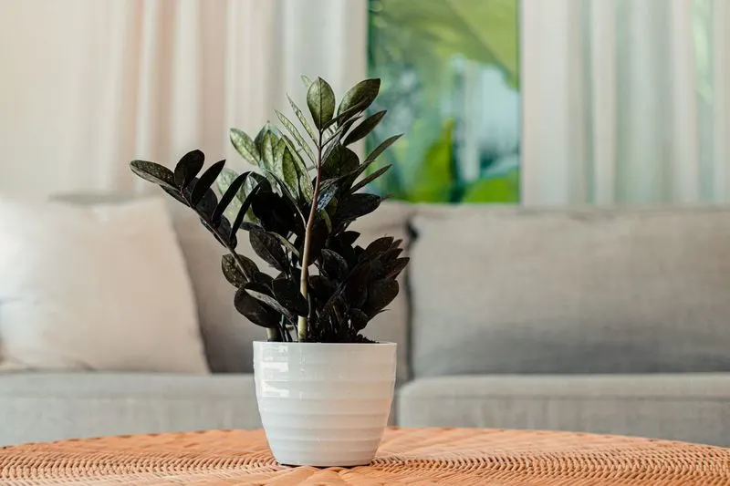 Black Raven ZZ Plant