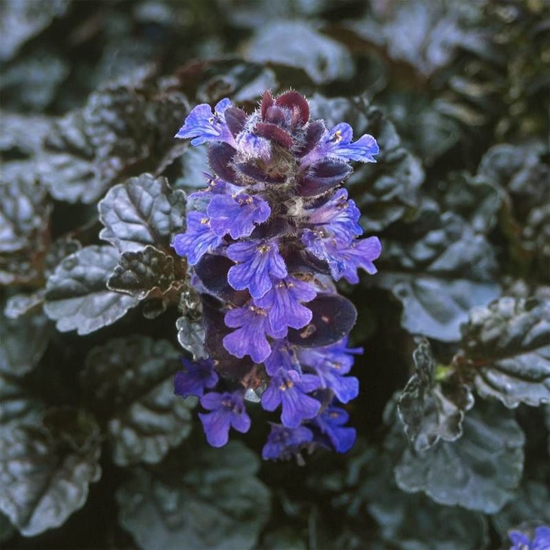 Black Scallop Bugleweed