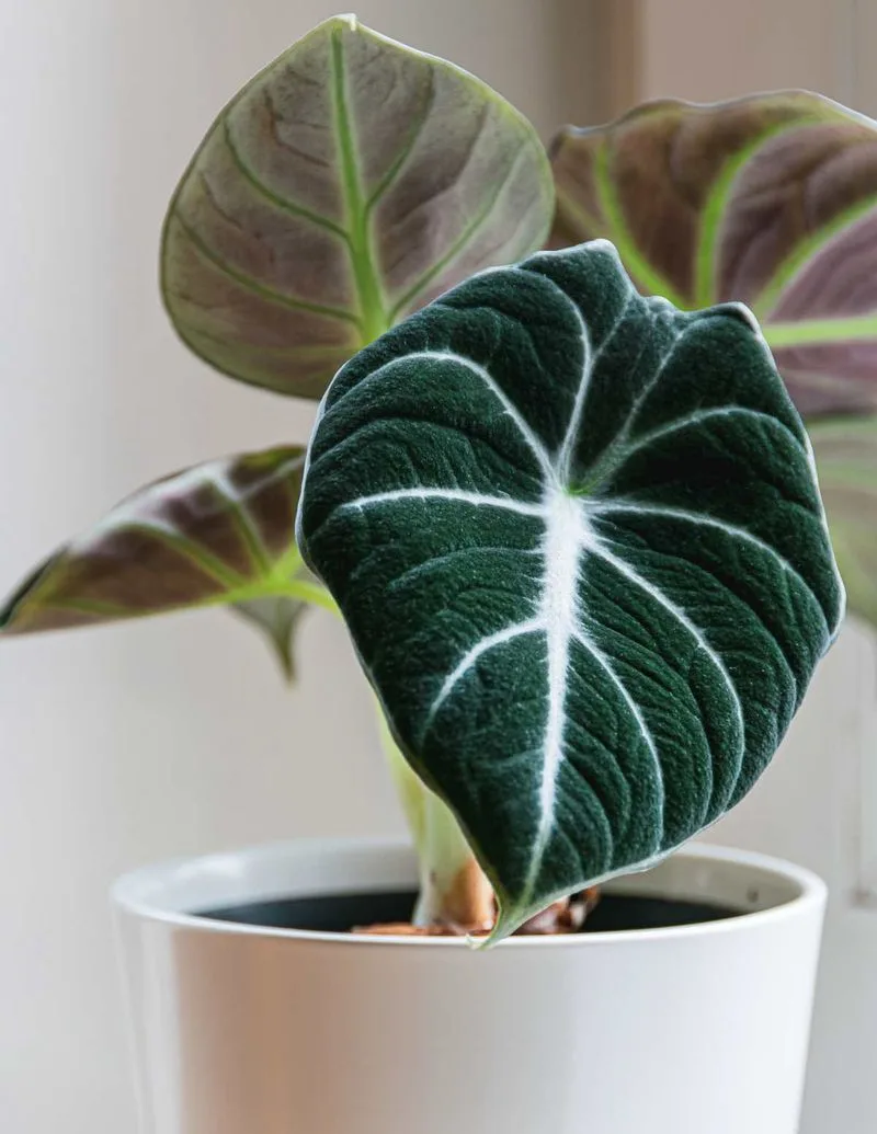 Black Velvet Alocasia
