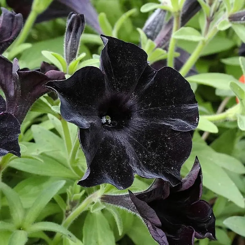 Black Velvet Petunia