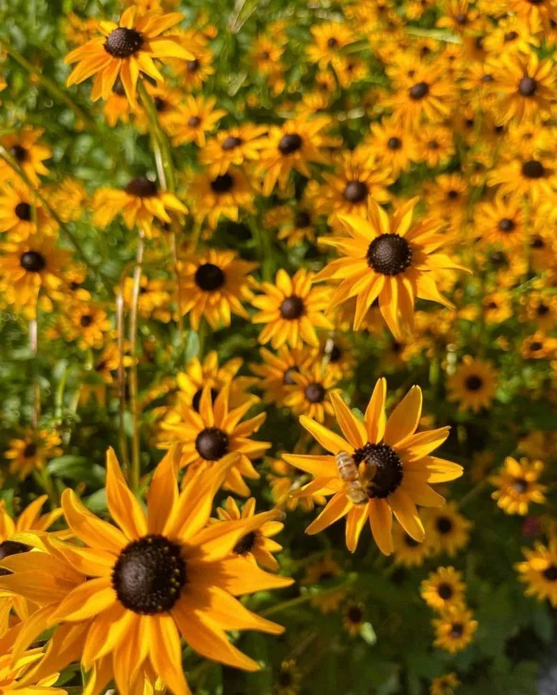 Black-eyed Susan