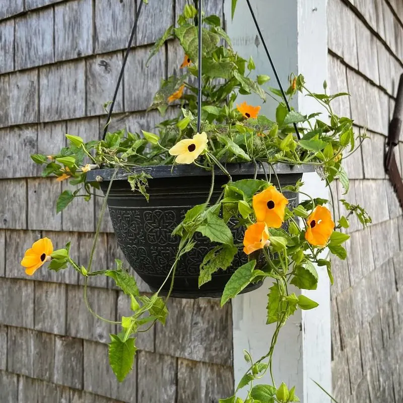 Black-eyed Susan Vine