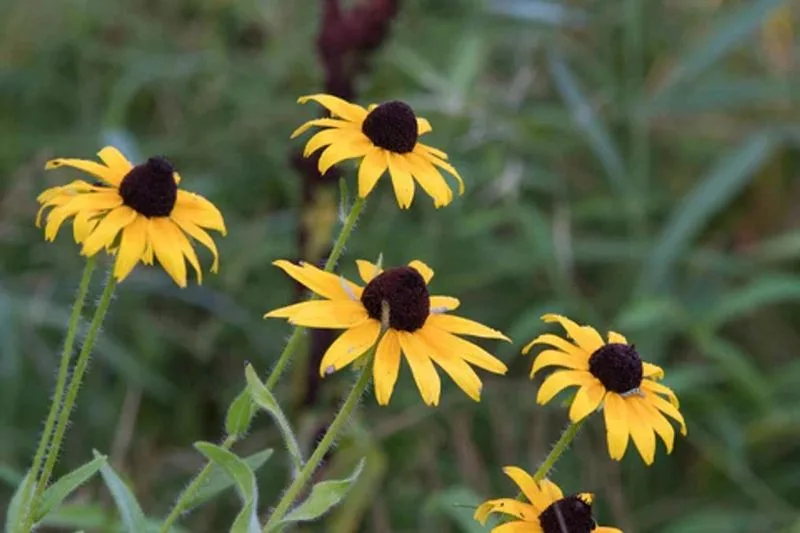 Black-eyed Susans