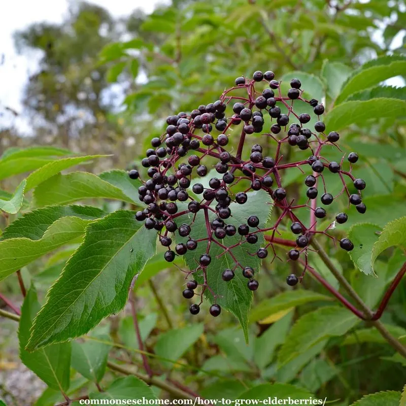 Elderberry Tree