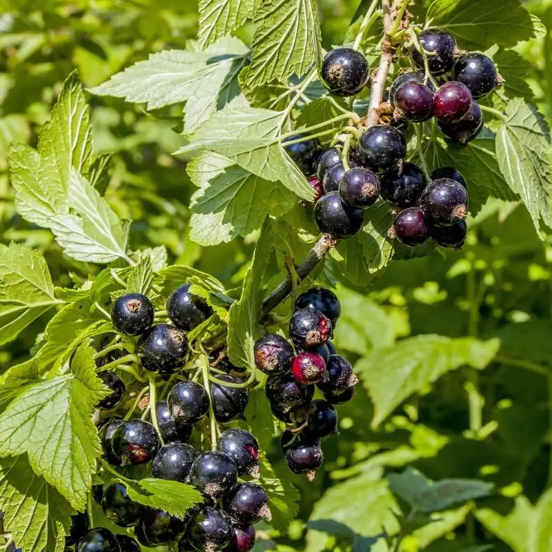 Blackcurrant Bush