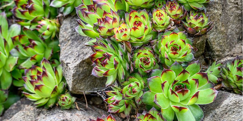 Hens and Chicks