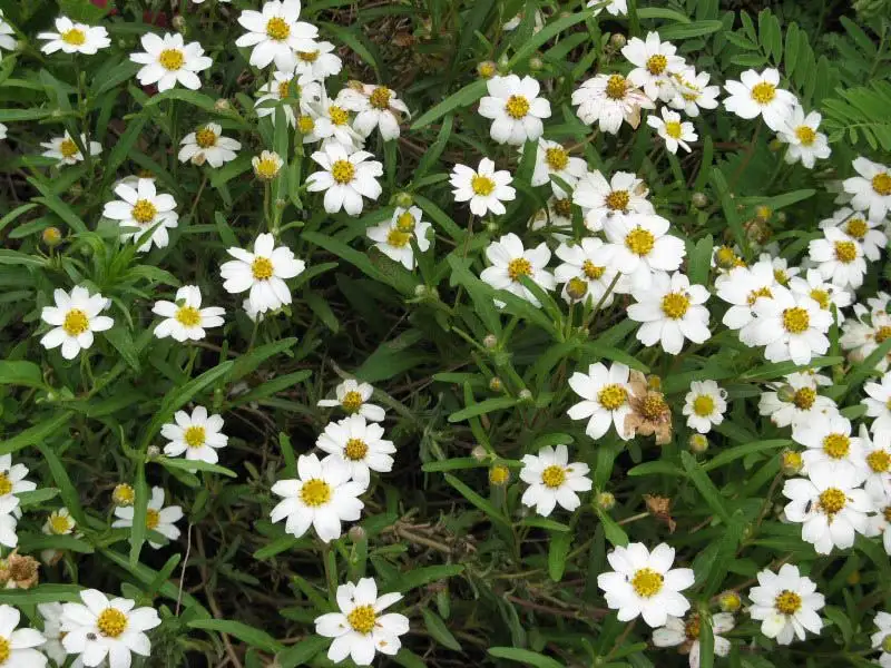 Blackfoot Daisy