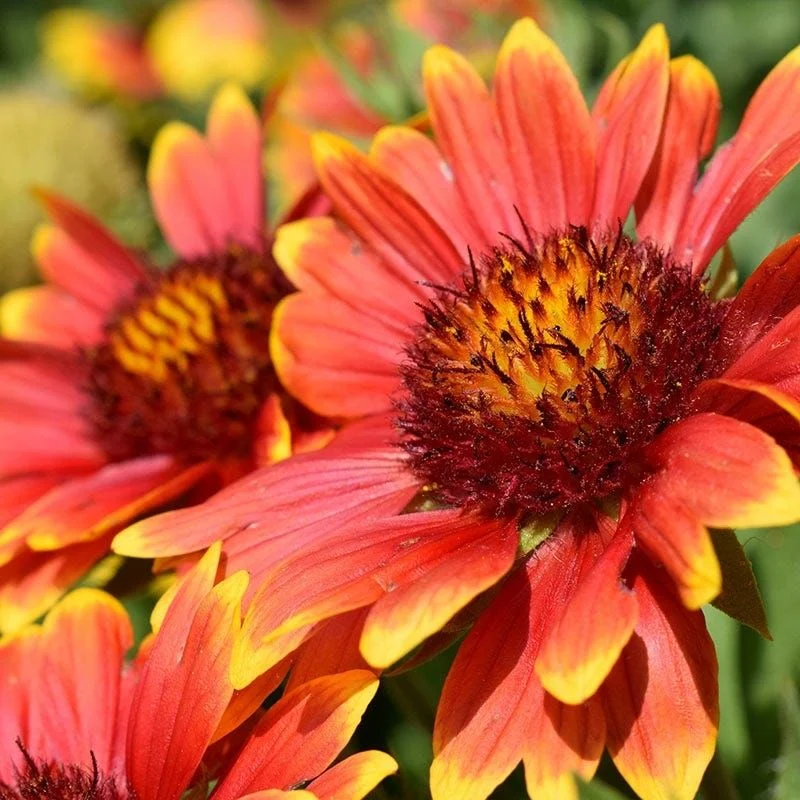 Blanket Flower