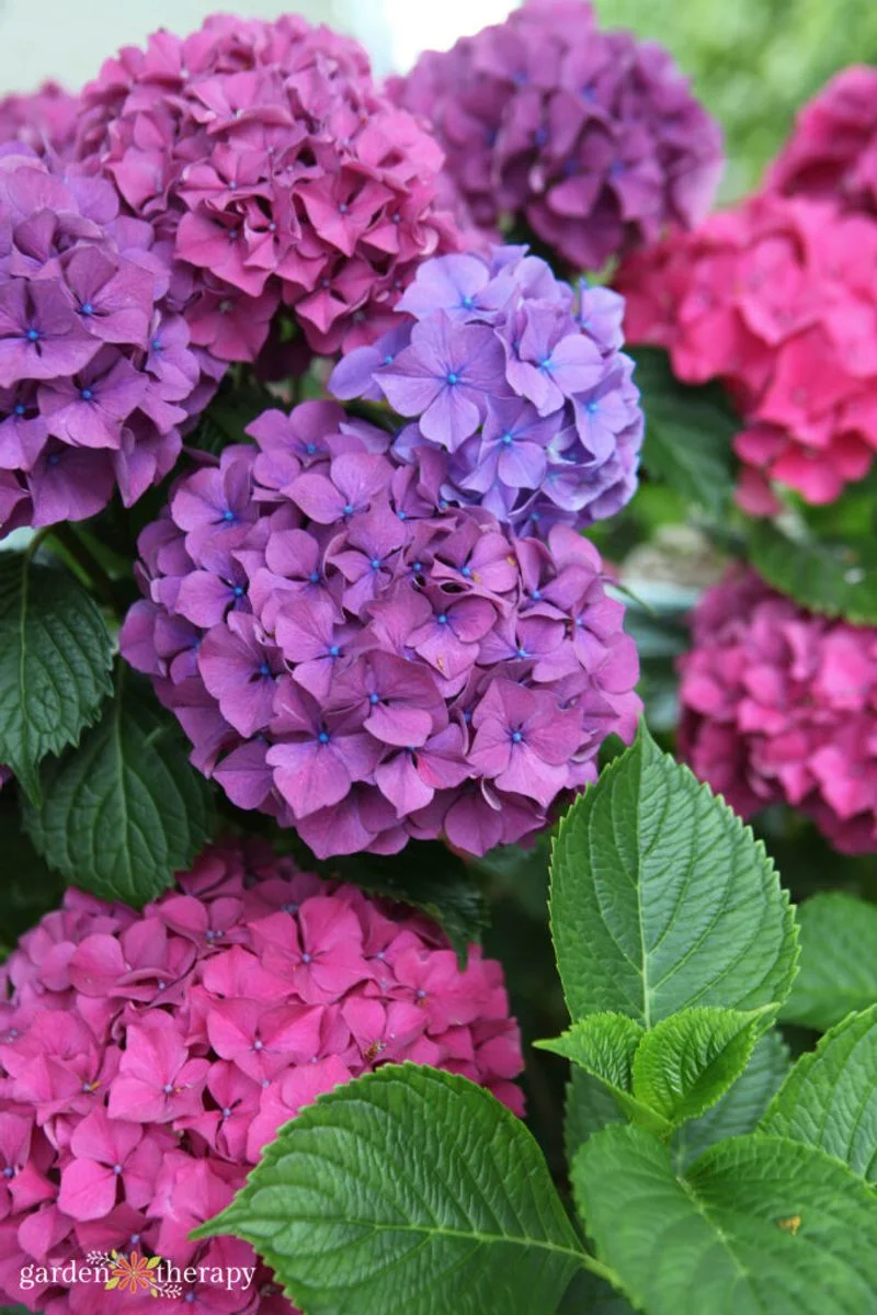 Hydrangea