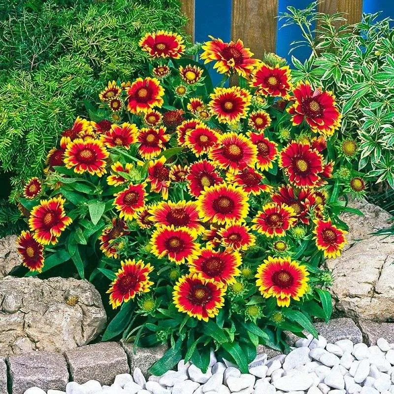 Blanket Flower (Gaillardia)