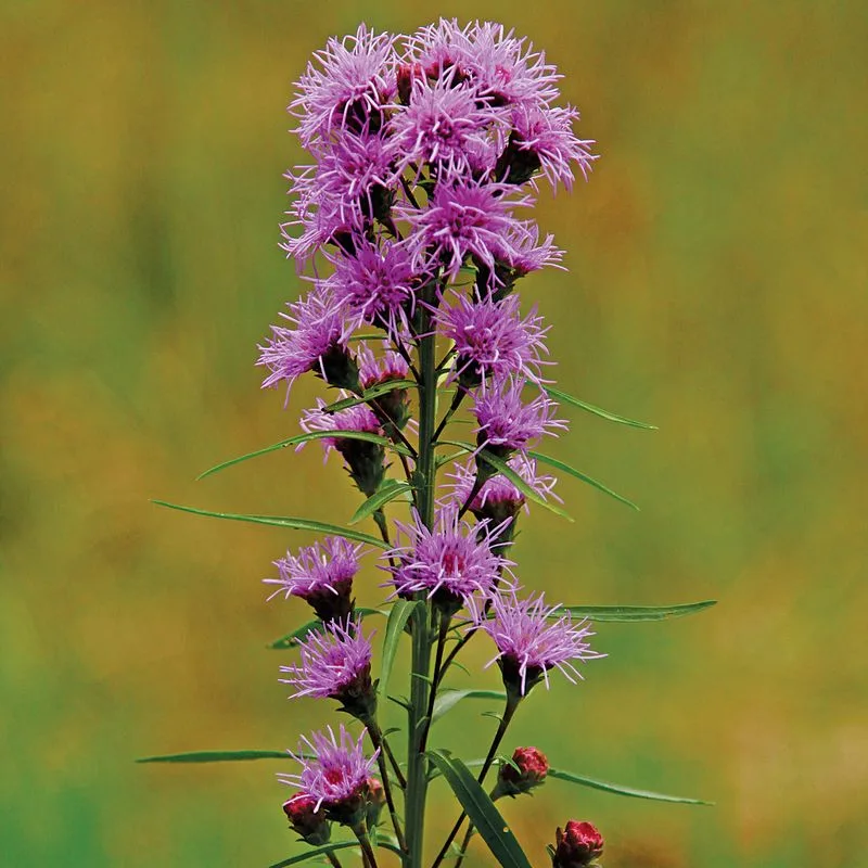 Blazing Star