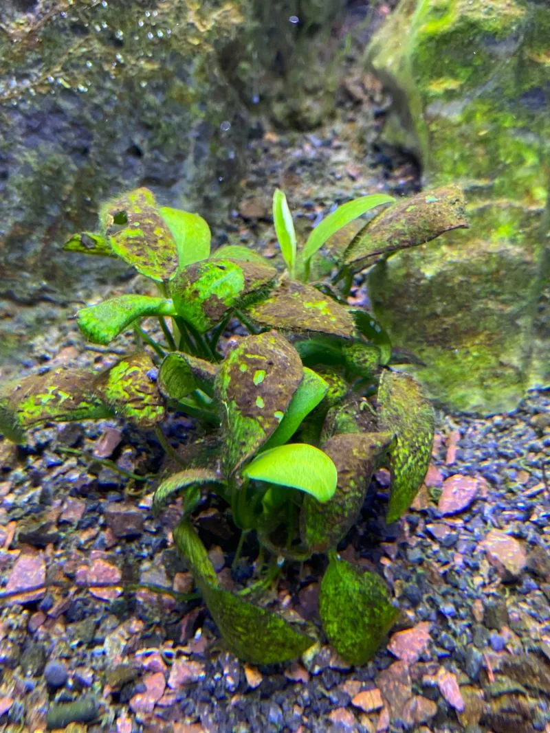 Bleach for Algae Control