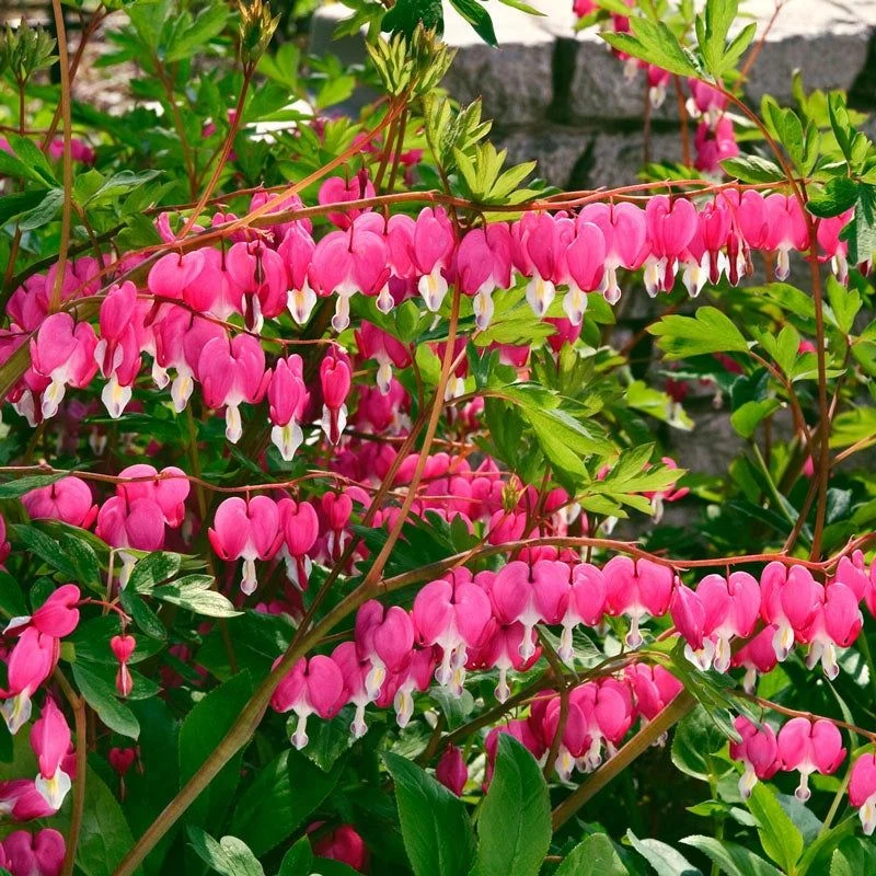 Bleeding Heart